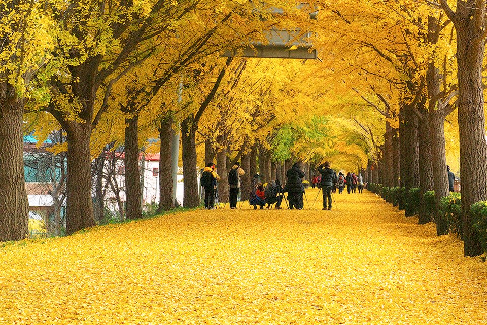 Hàng cây Cây Ngân Hạnh là chiếc lá biểu tượng của Hinode Royal Park